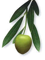 oliva